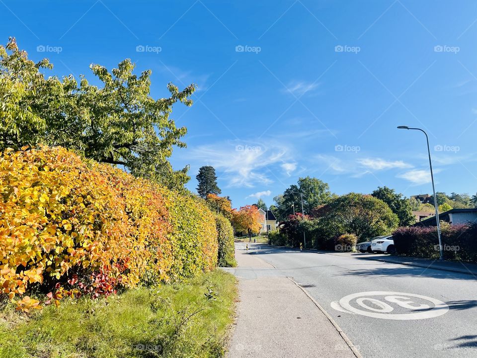 autumn residential road