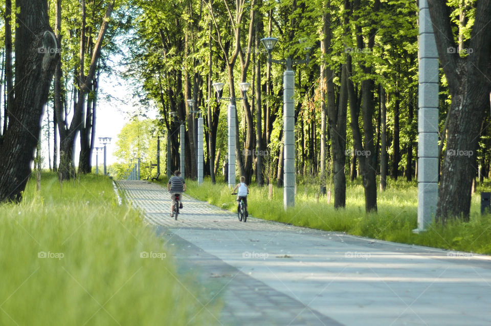 Wood, Nature, Road, Tree, Guidance