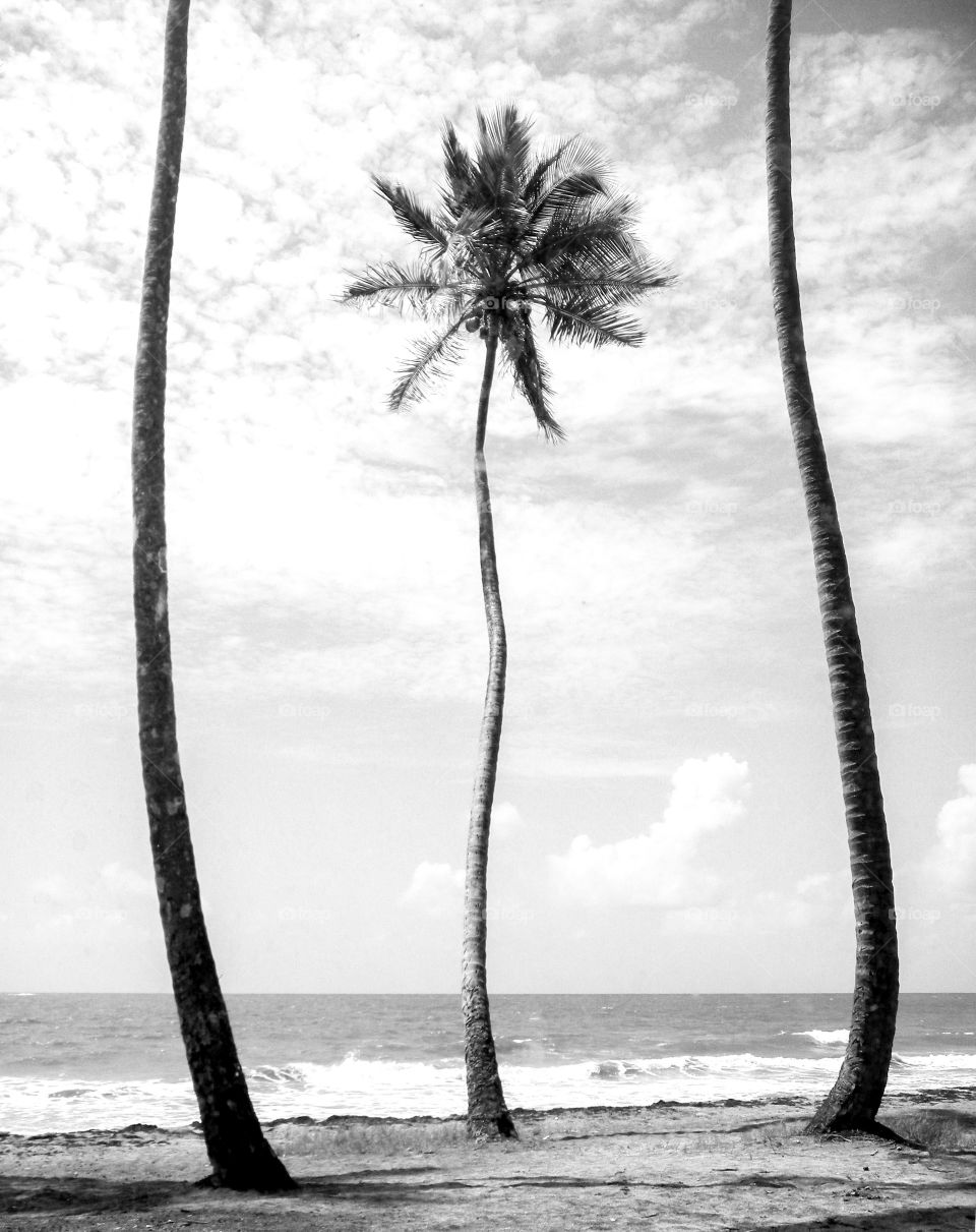 Palm tree