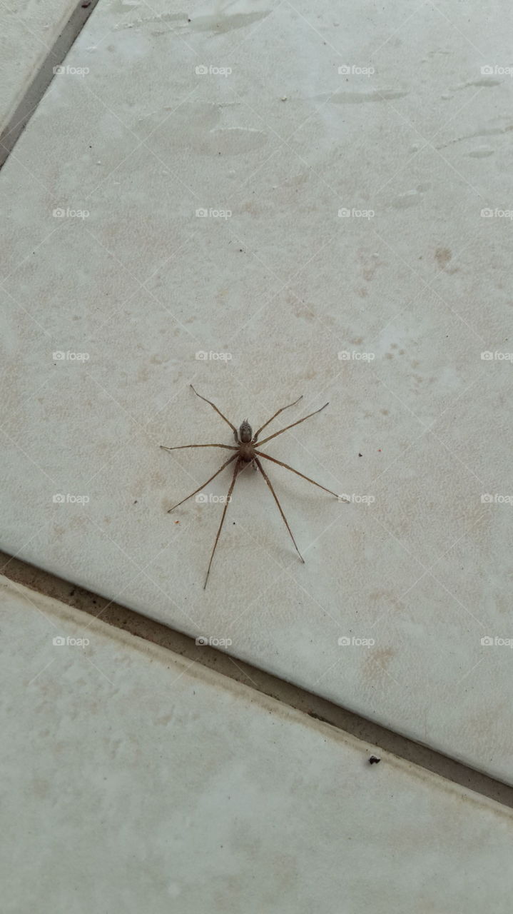 spider