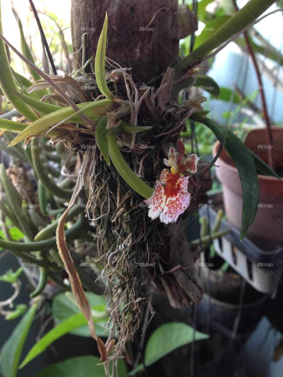 Orchid at balcony