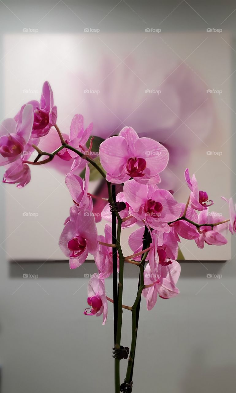 portrait of beautiful orchids
