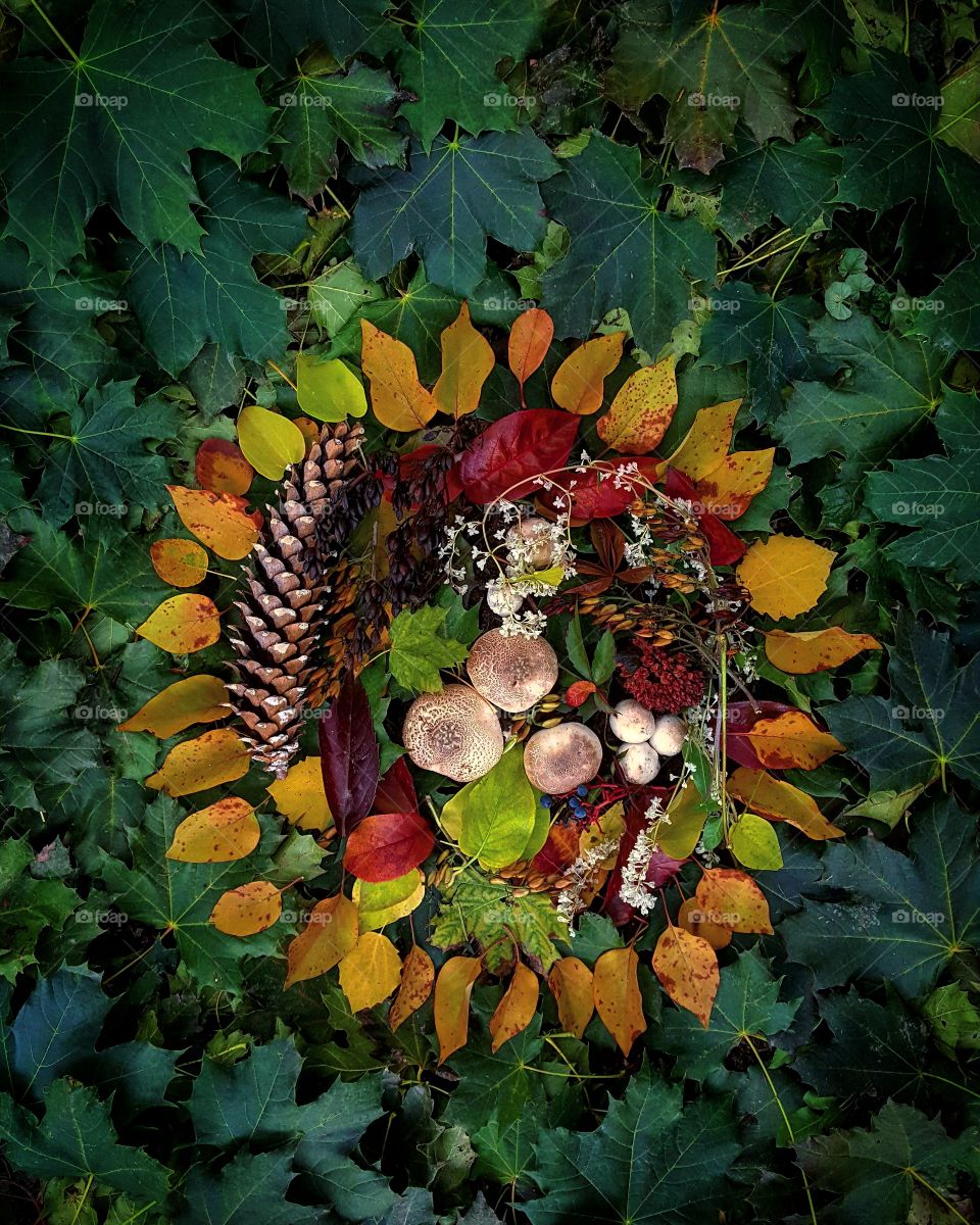 Mother Earth Provides 🍄🍂
Autumn Favorites 📸
