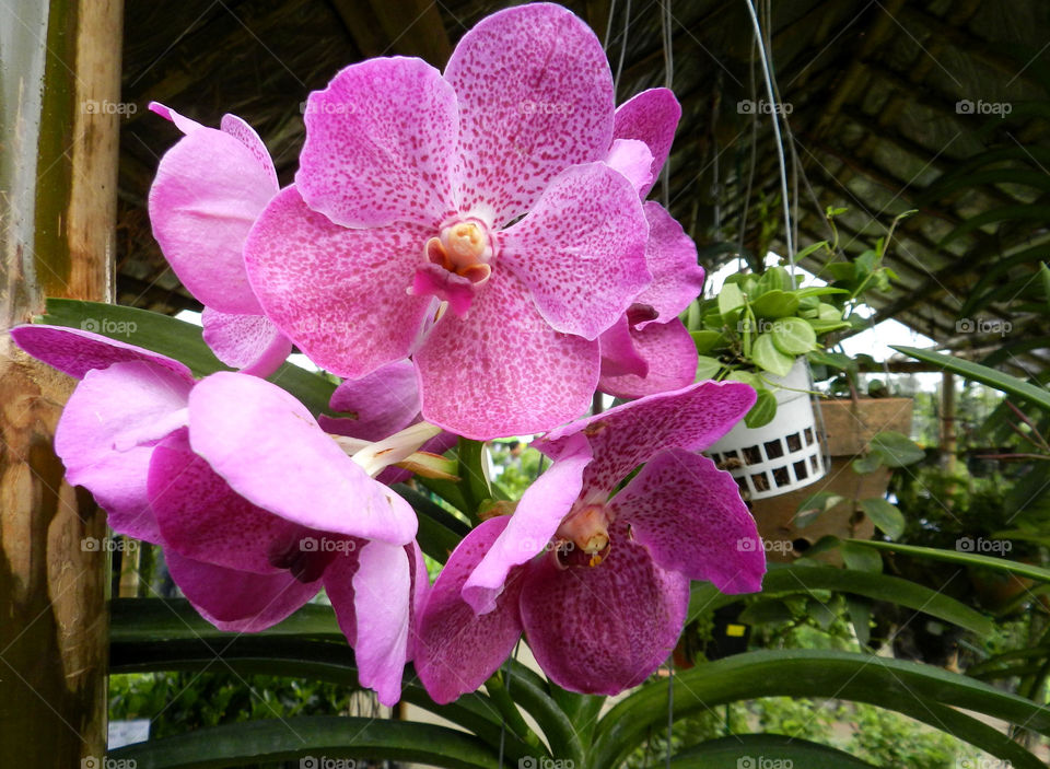 orchid. pink orchid