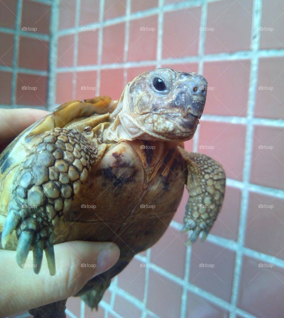 turtle 🐢 pet in the hand funny portrait close up