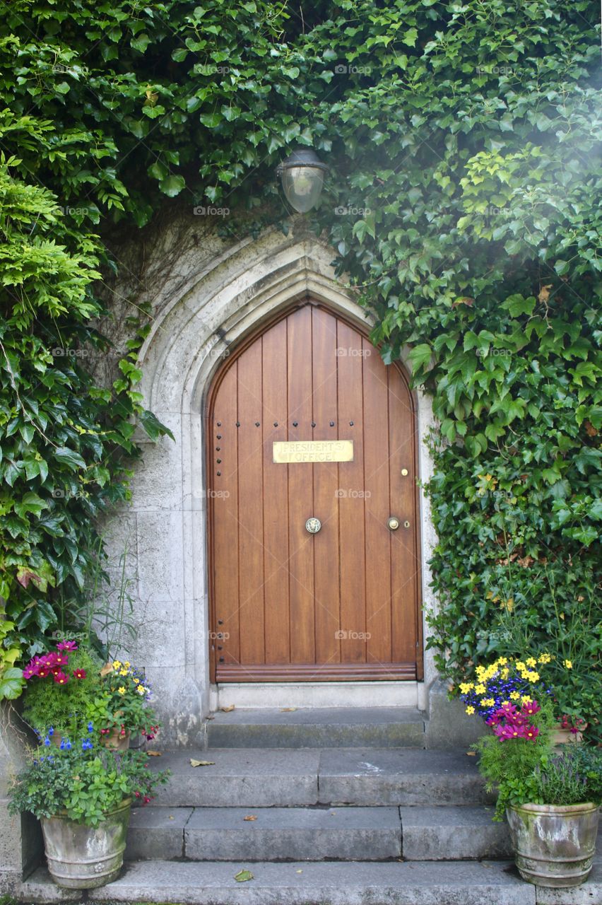 old beautiful door overgrowing with a bush