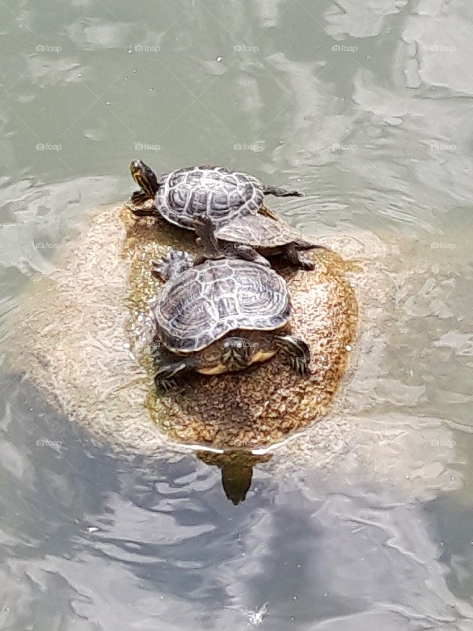 turtles in Lisbon
