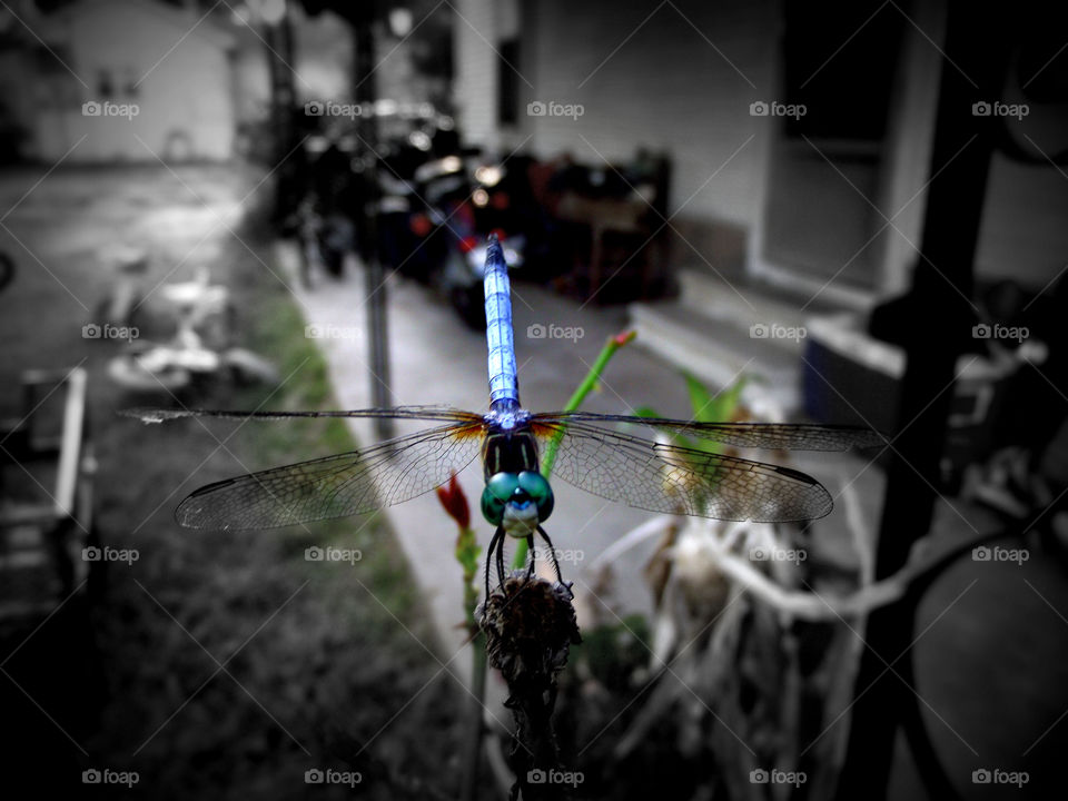 dragonfly
