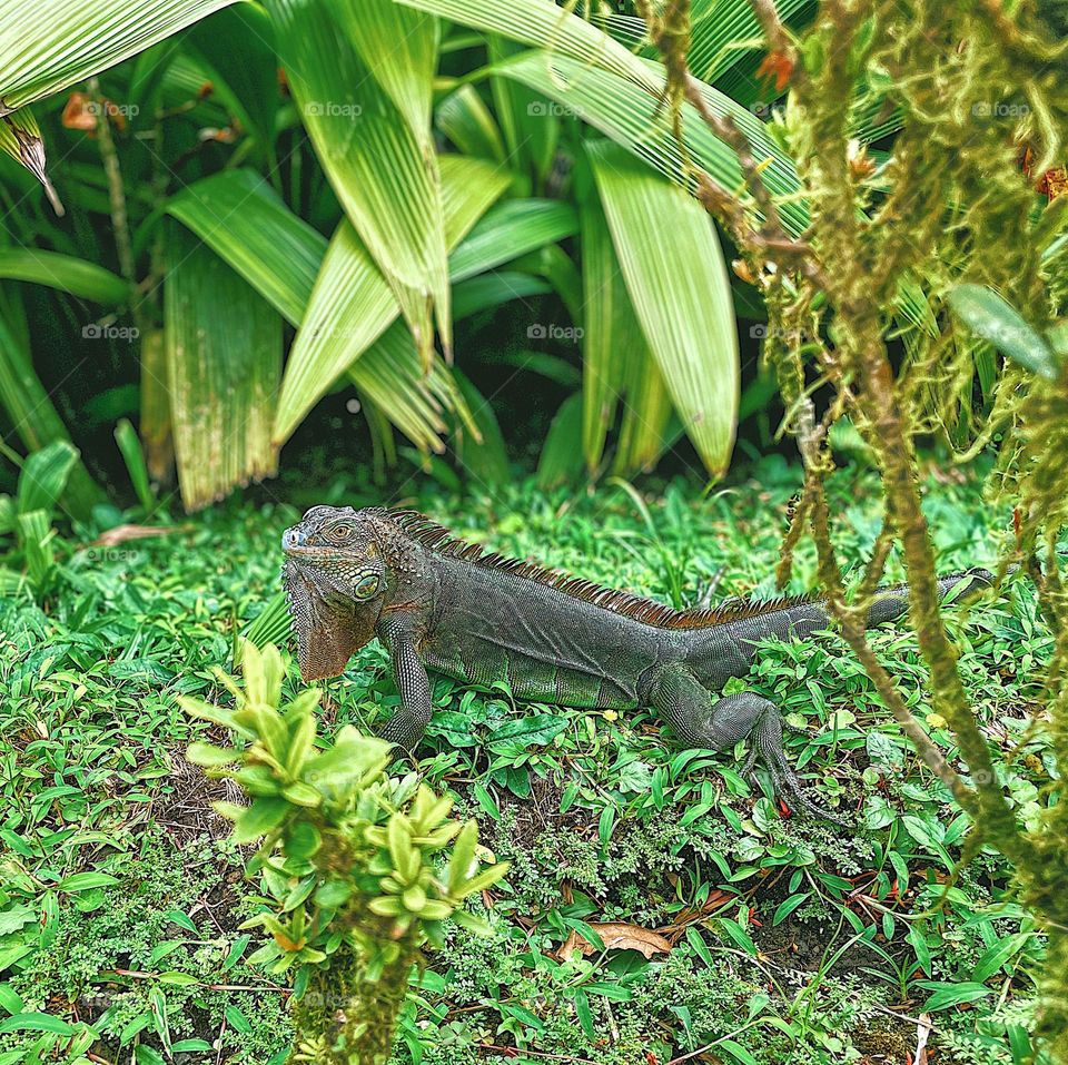 Lizard in Costa Rica, bright green lizard in natural habitat, color explosion in Costa Rica, Costa Rican color explosion 