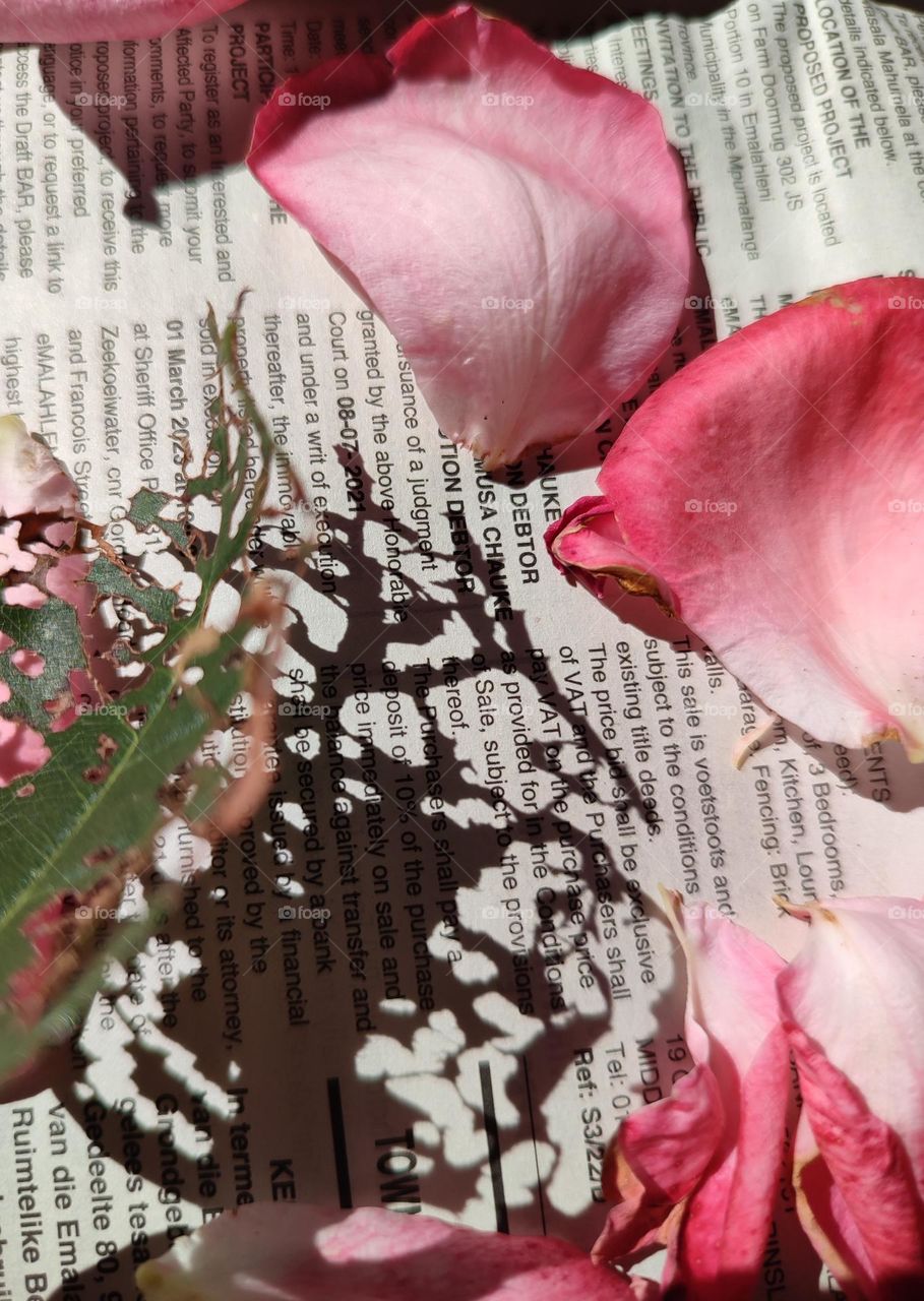 Rose petals on a newspaper with leaf shadow