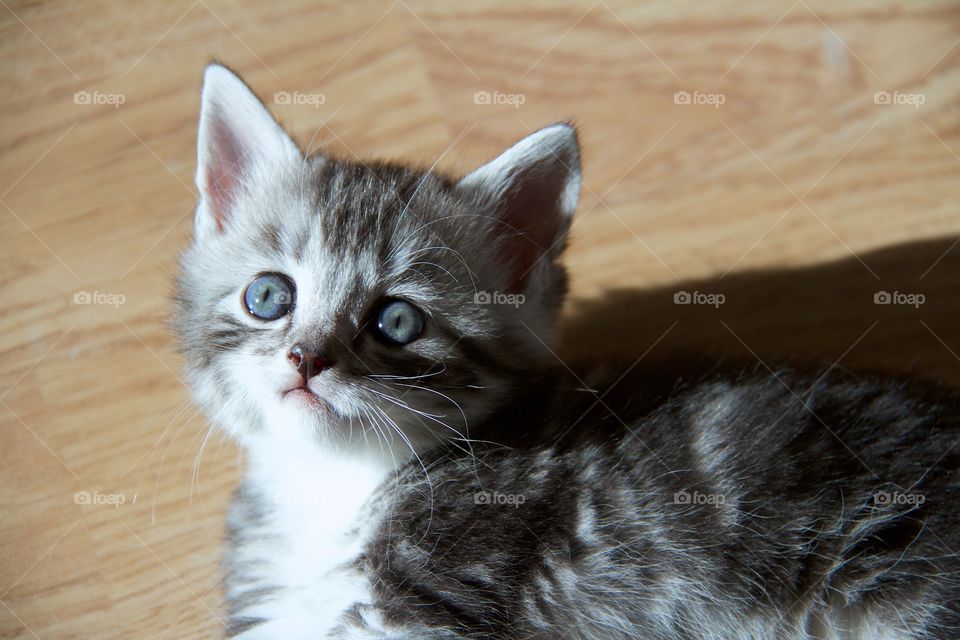 kitten with big blue eyes
