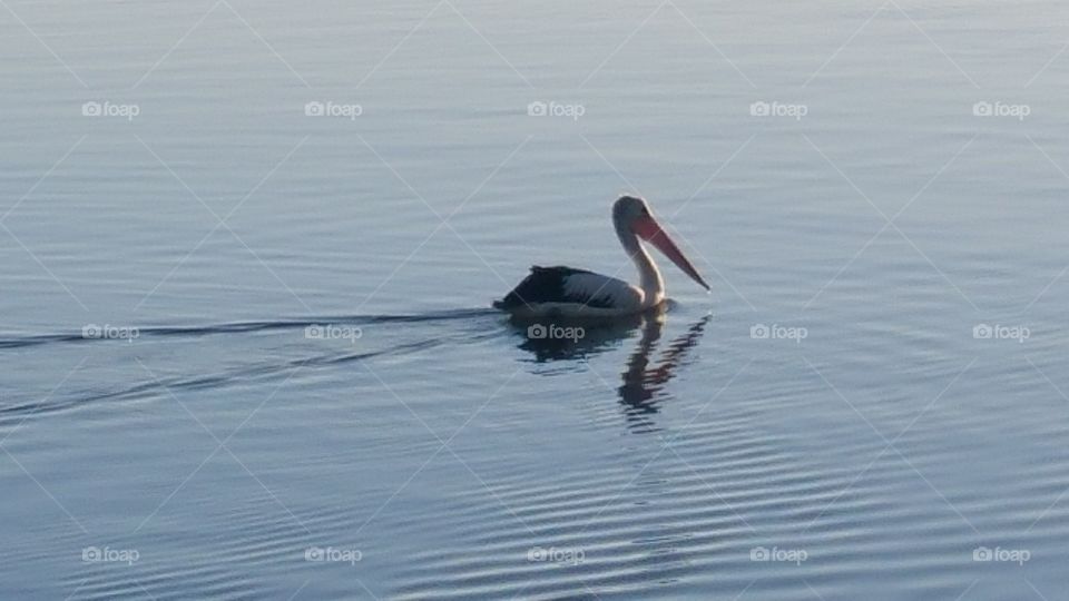 Morning Swim Pelican Style