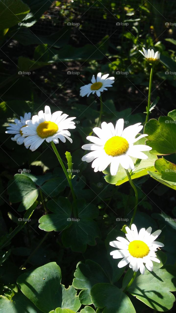 summer time. flowers. colors. beauty