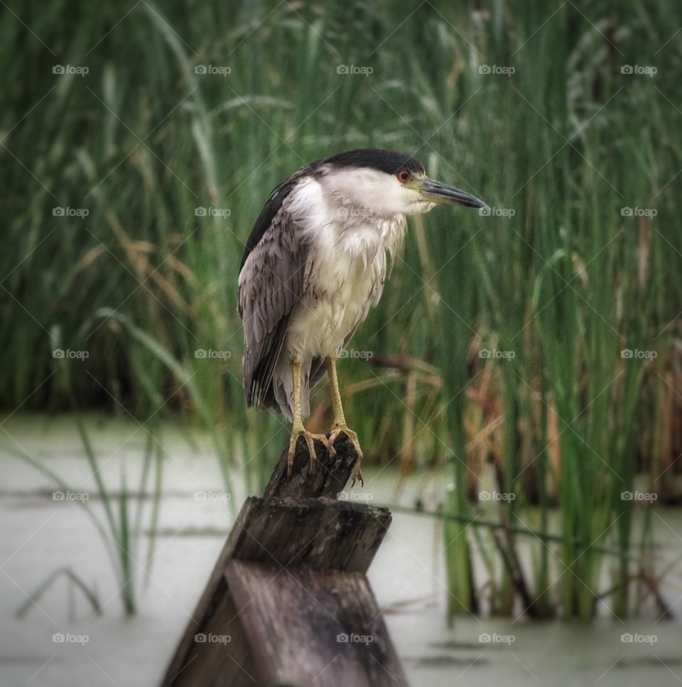 Black crowned night Heron Boucherville Québec 