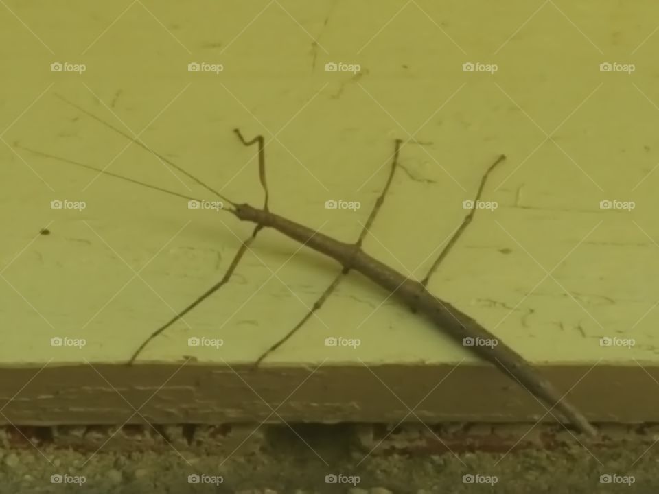 Walking stick bug !!