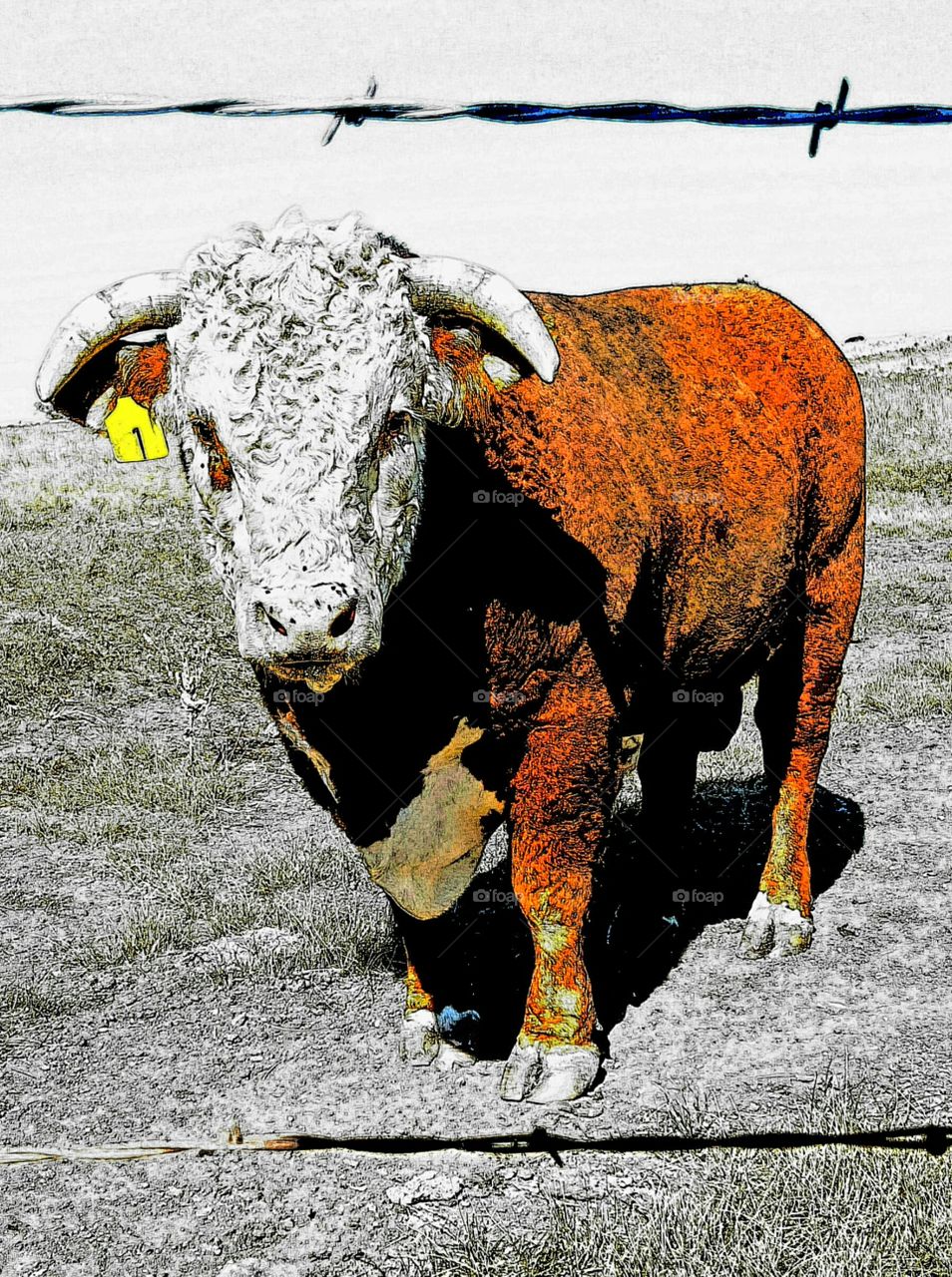bull #1