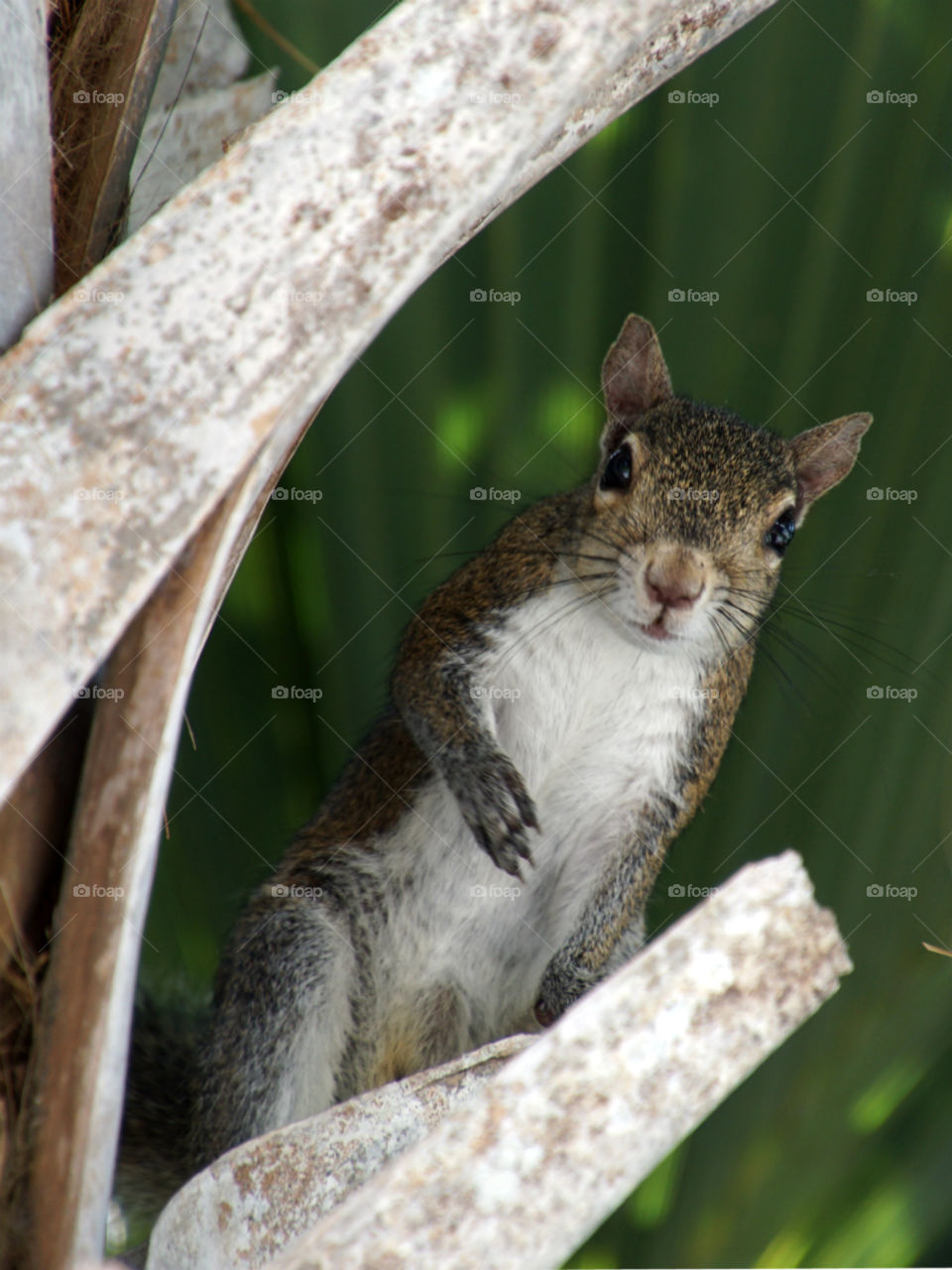 Standing Staring Squirrel. Squirrel standing and staring from perch on Cabbage Palm Tree