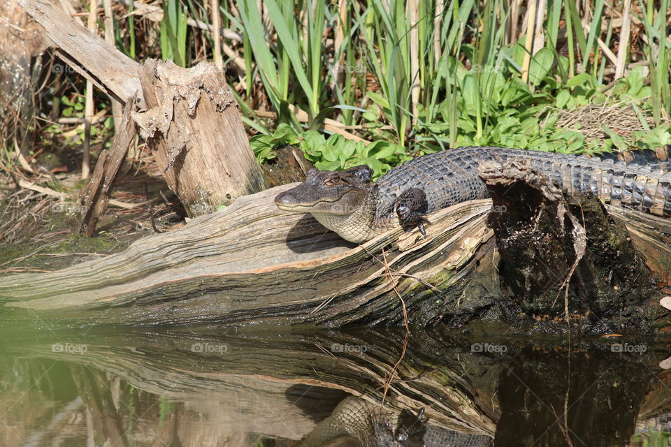 Young alligator on log