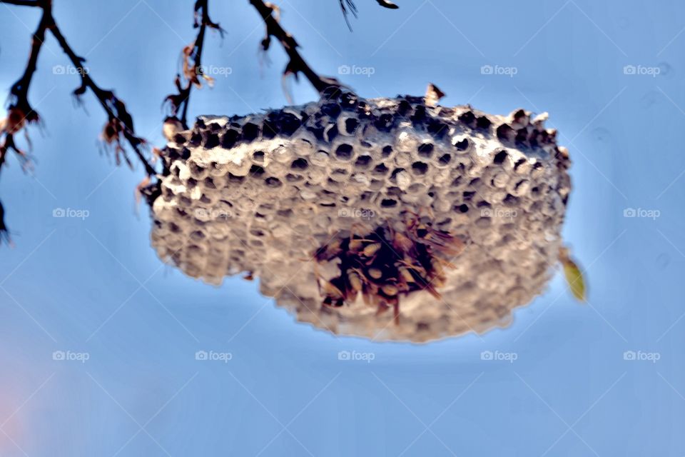 Wasps nest
