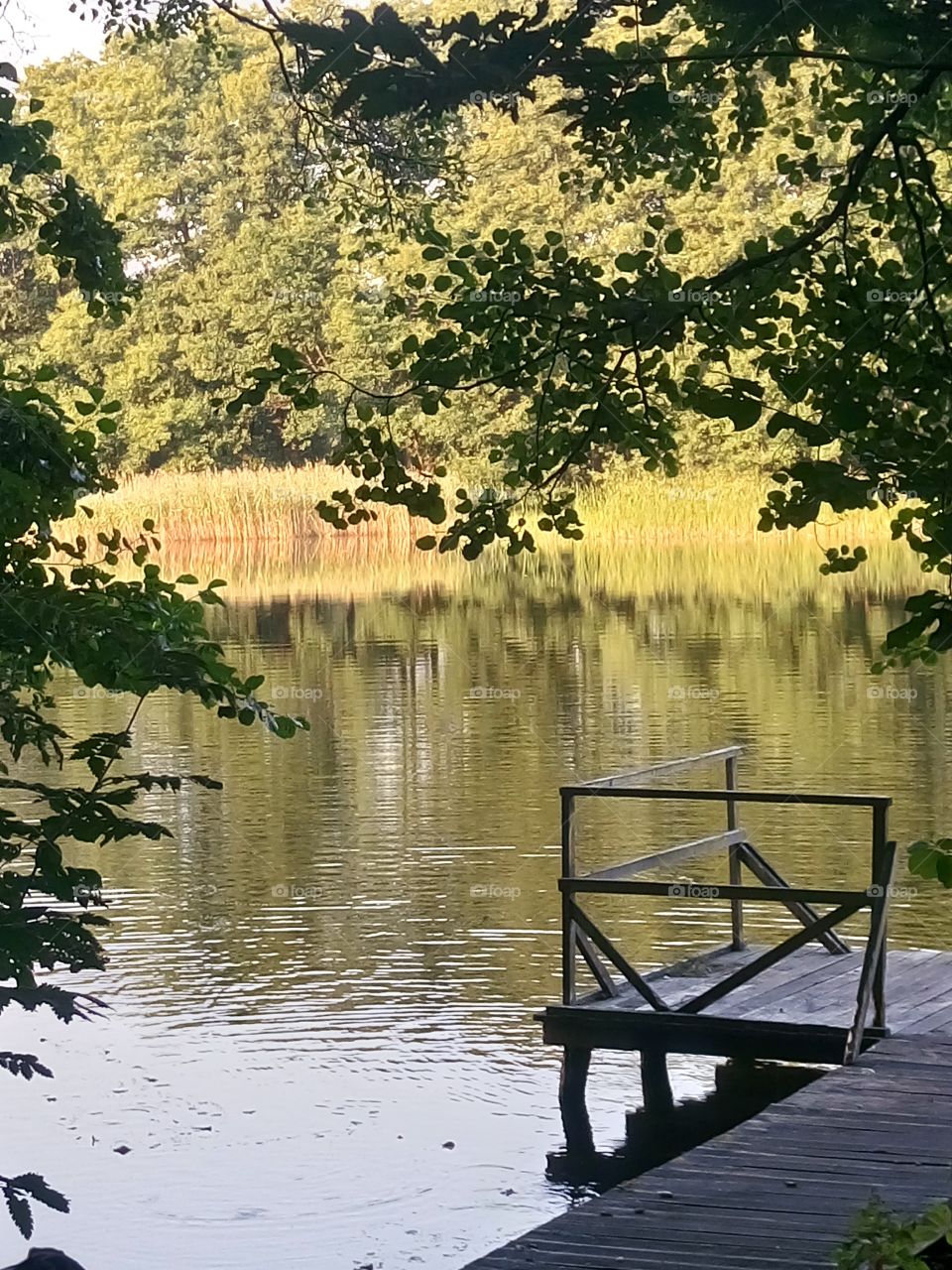 polish nature,  a lake
