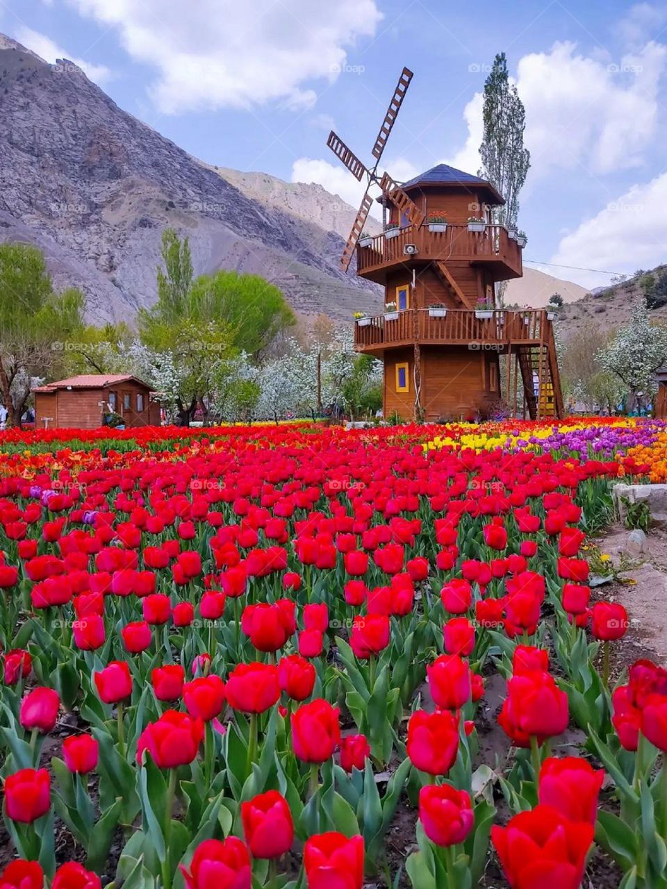 Tulip time! Spring and beautiful tulips