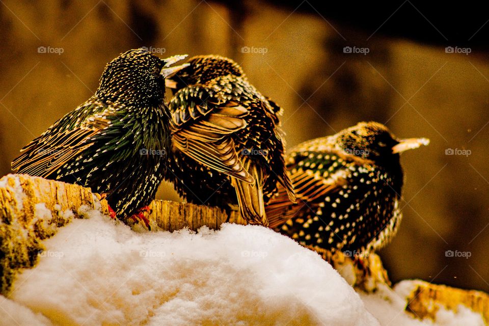 birds sitting on a snow covered fence in the middle of a snowstorm