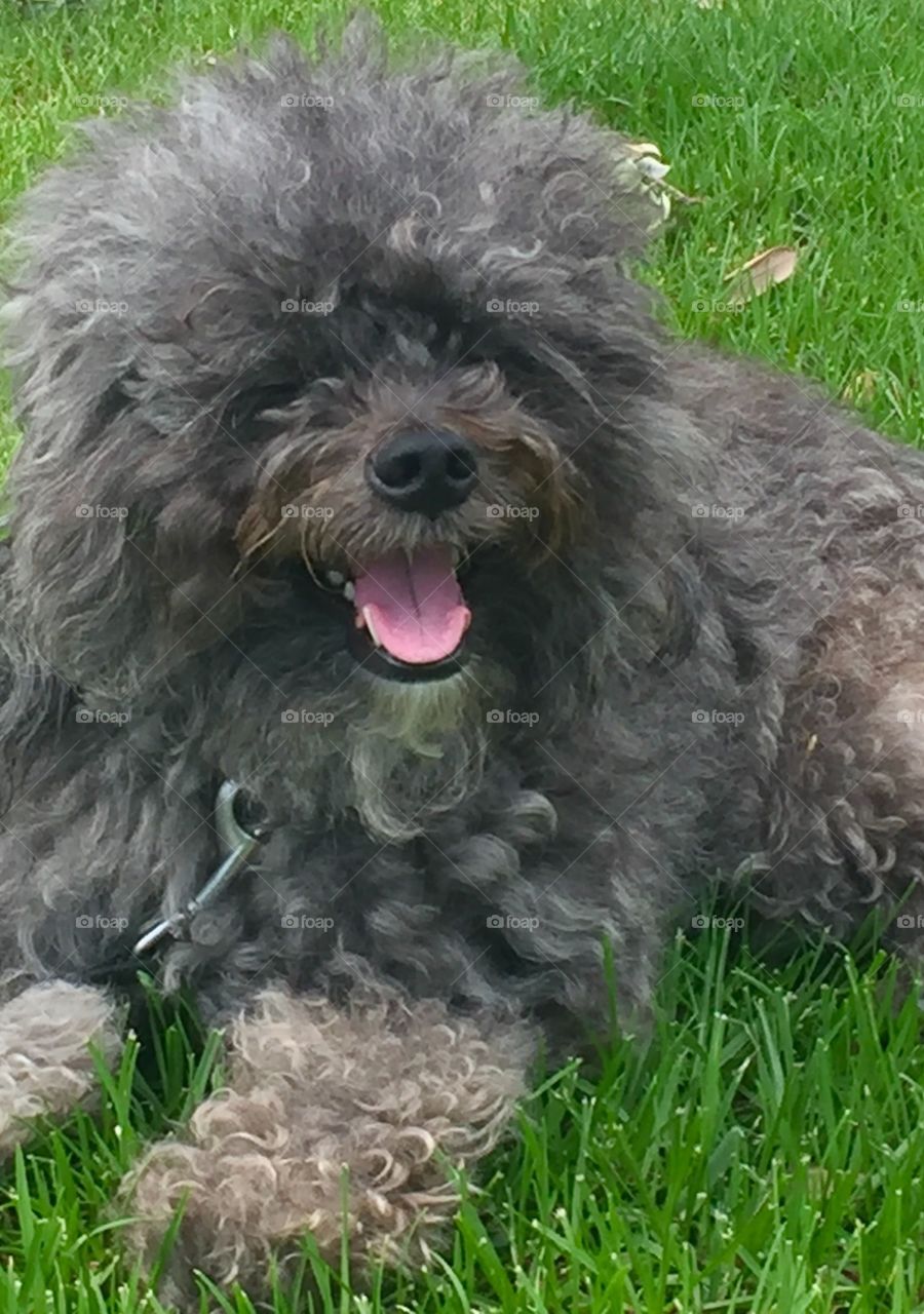 My Izzy is such a happy girl and loves laying outside on the grass on a warm and sunny summer day