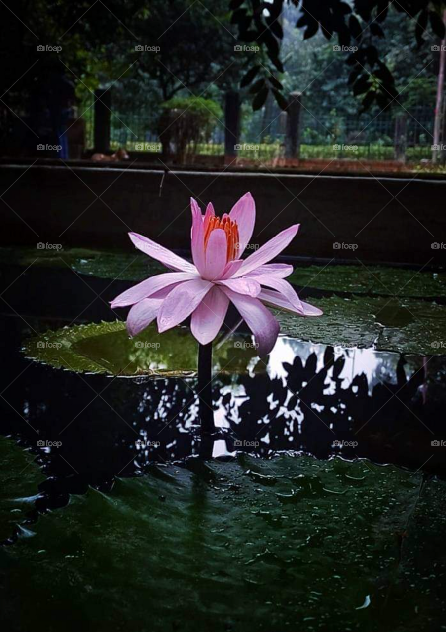 Water lilly