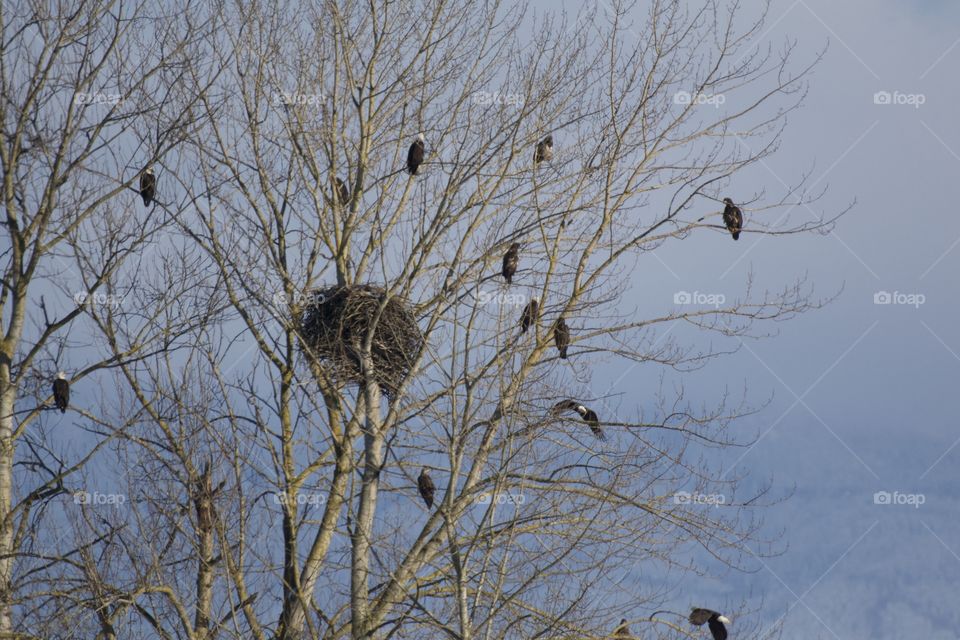 Bald eagles