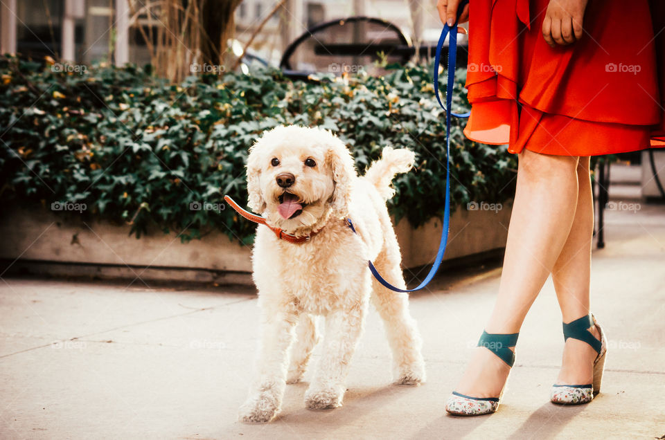 Dog, People, Girl, Portrait, Woman