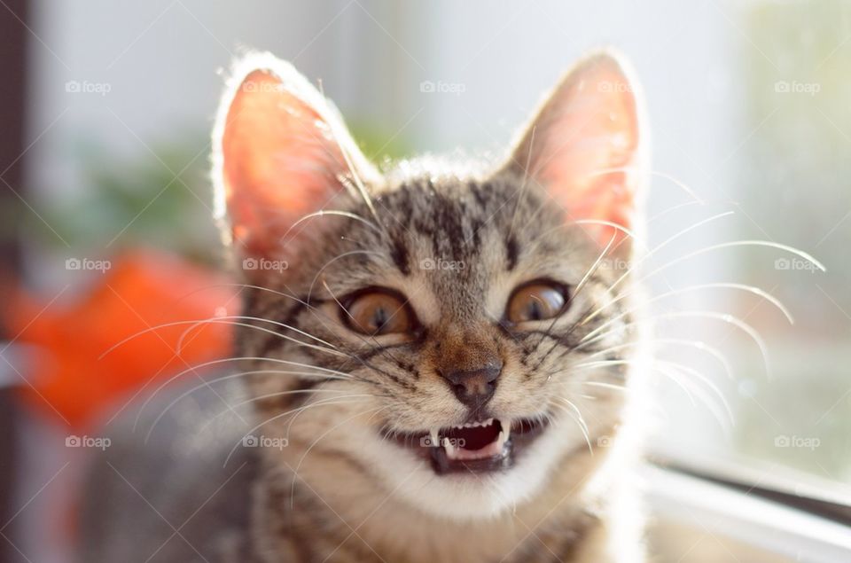 Striped kitten smiling