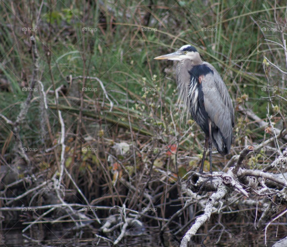 Great Blue Heron