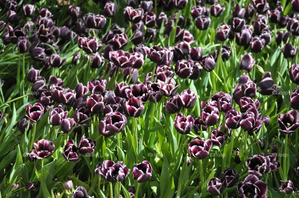 Purple flowers