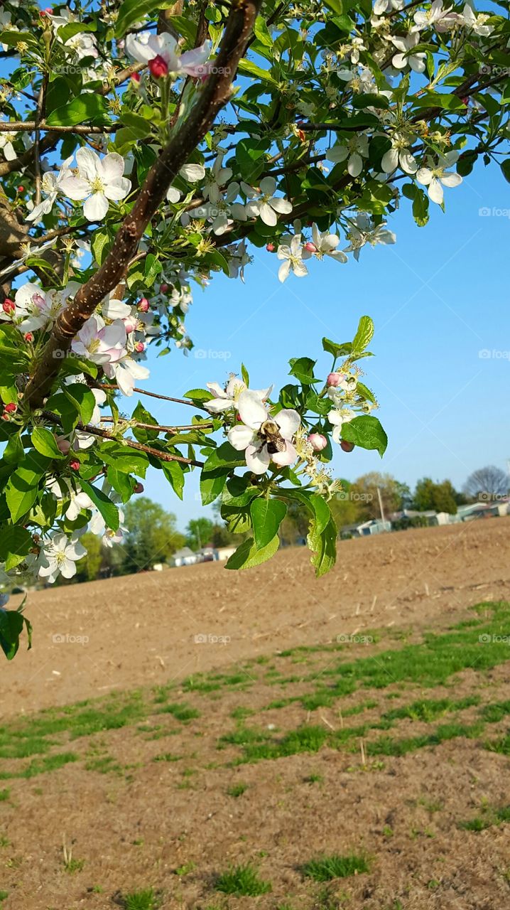 Bumble bee on a apple tree