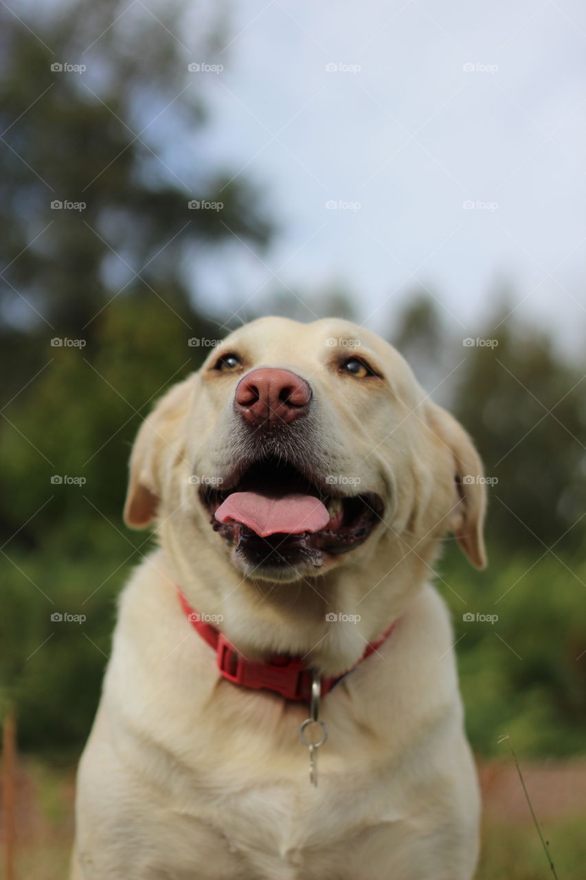 Dog, Pet, Cute, Portrait, Canine