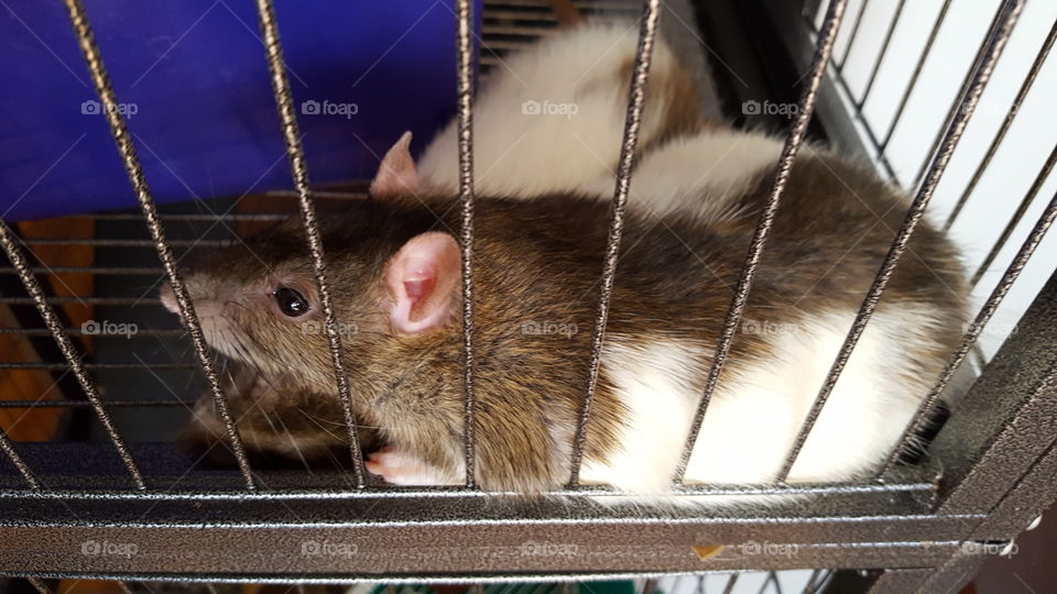 our new pet rats