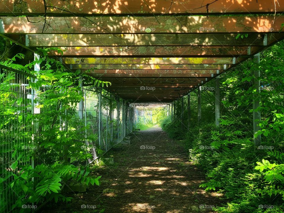 The green tunnel