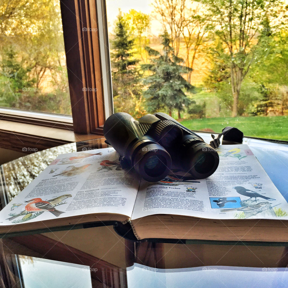 Backyard Birding