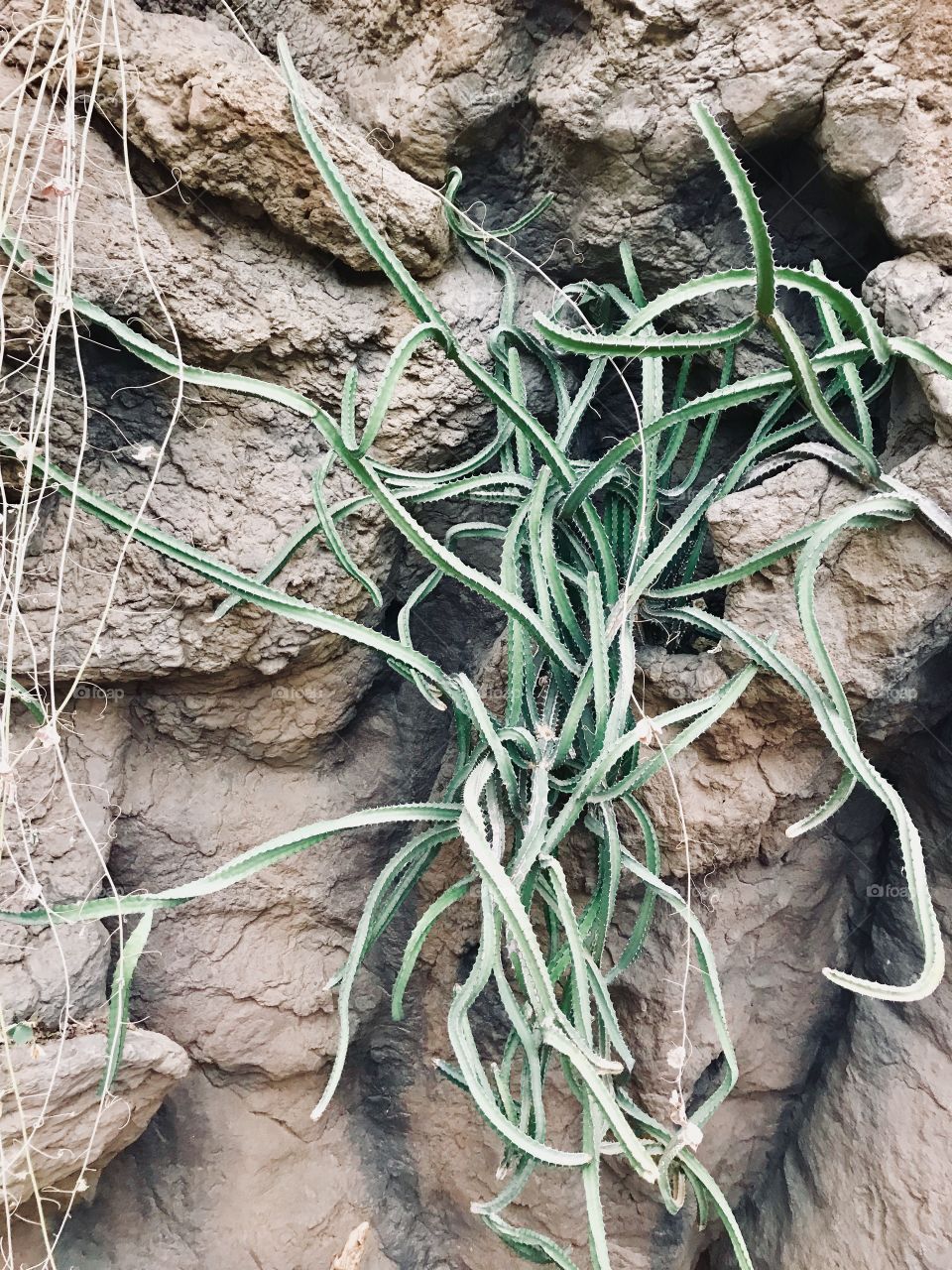 Cool desert plant growing out between rocks. 