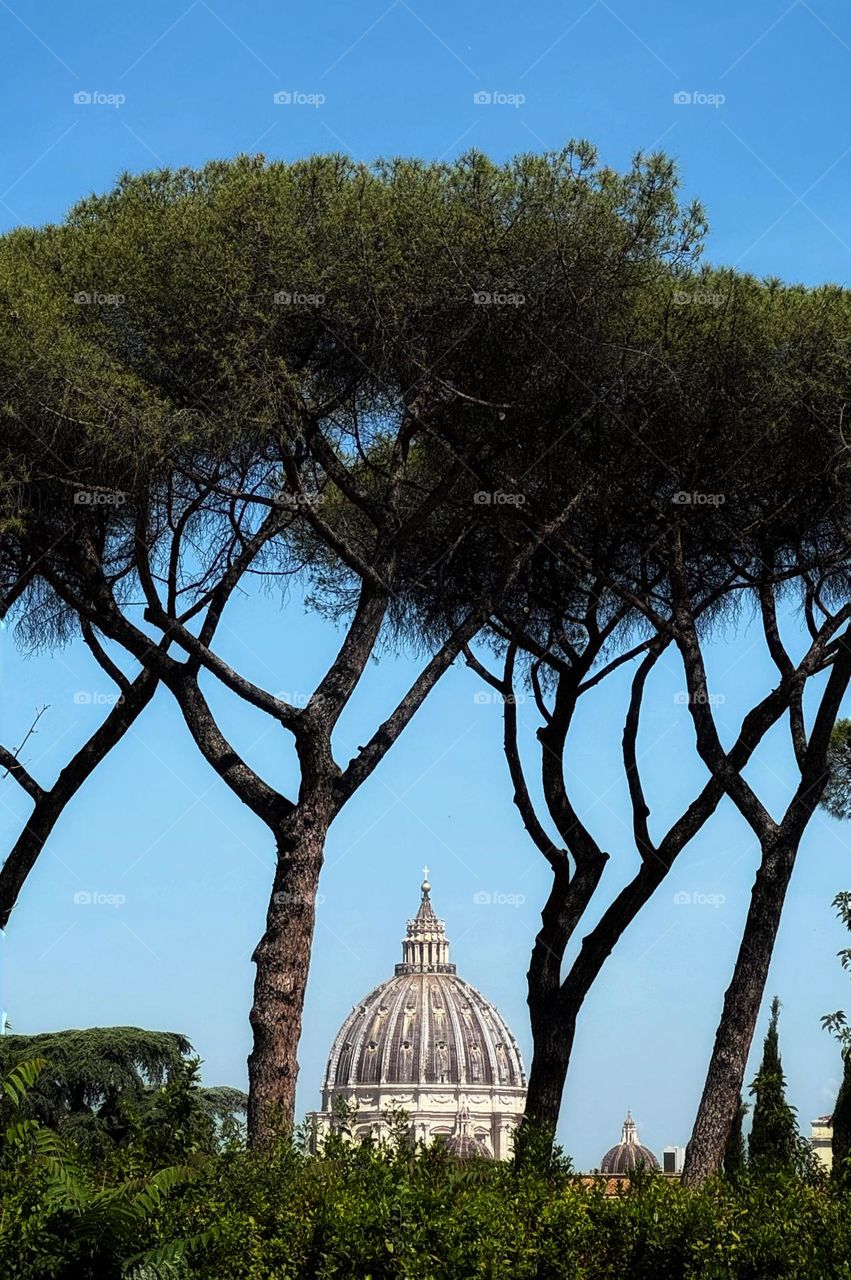 Saint Peter’s Basilica seen through umbrella pine trees
