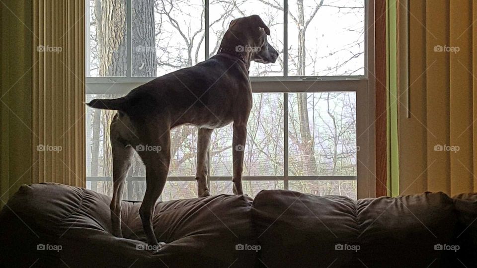 On Guard, Mountain Cur