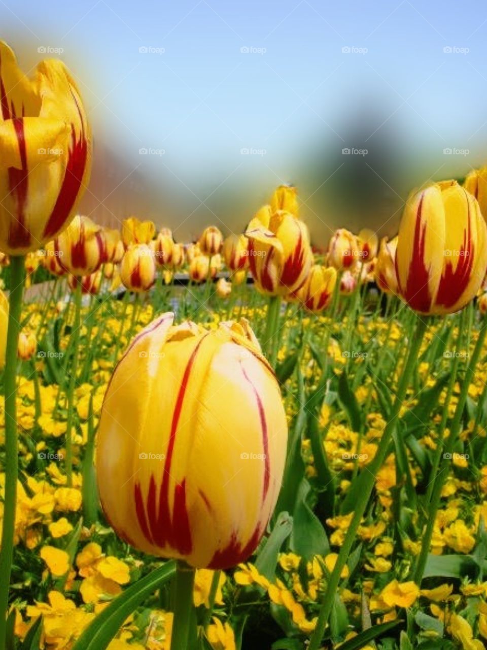 Field of yellow tulips