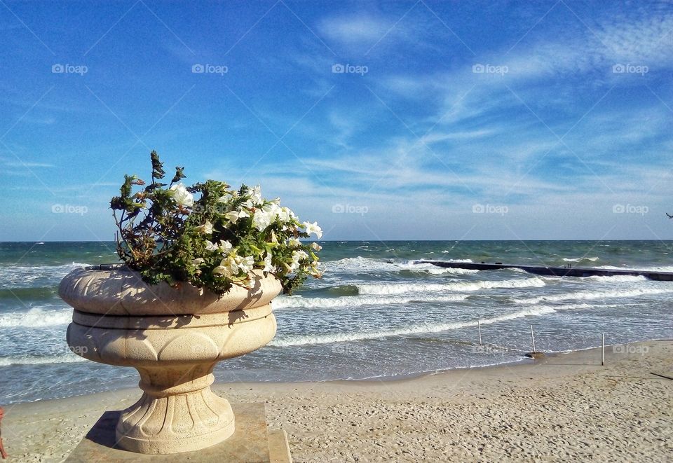 flowers and sea цветы и море