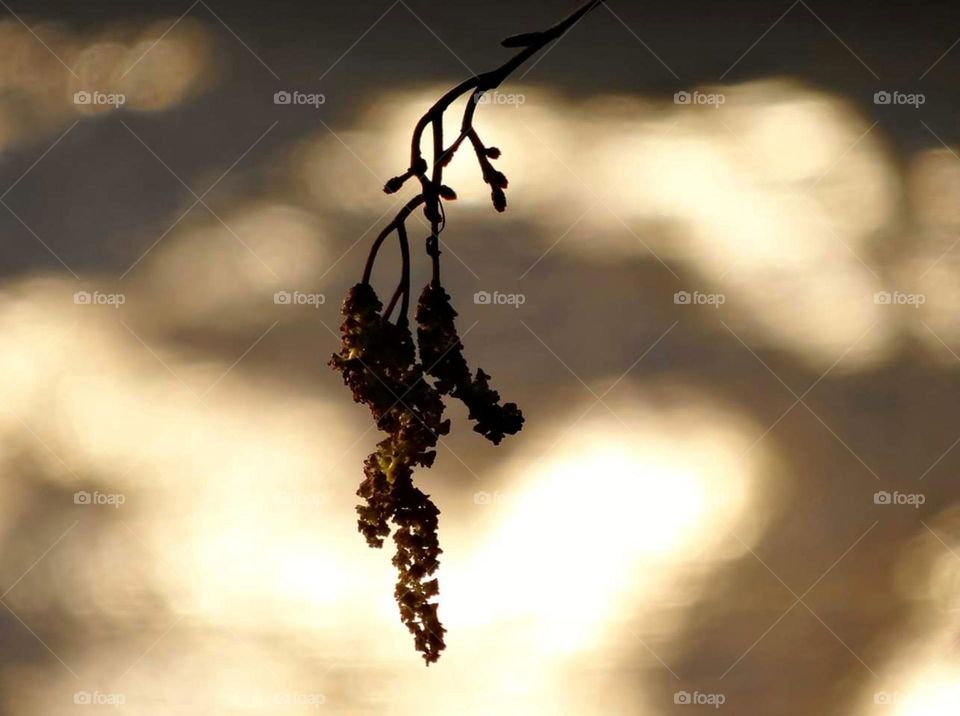 Seed pendant with golden background