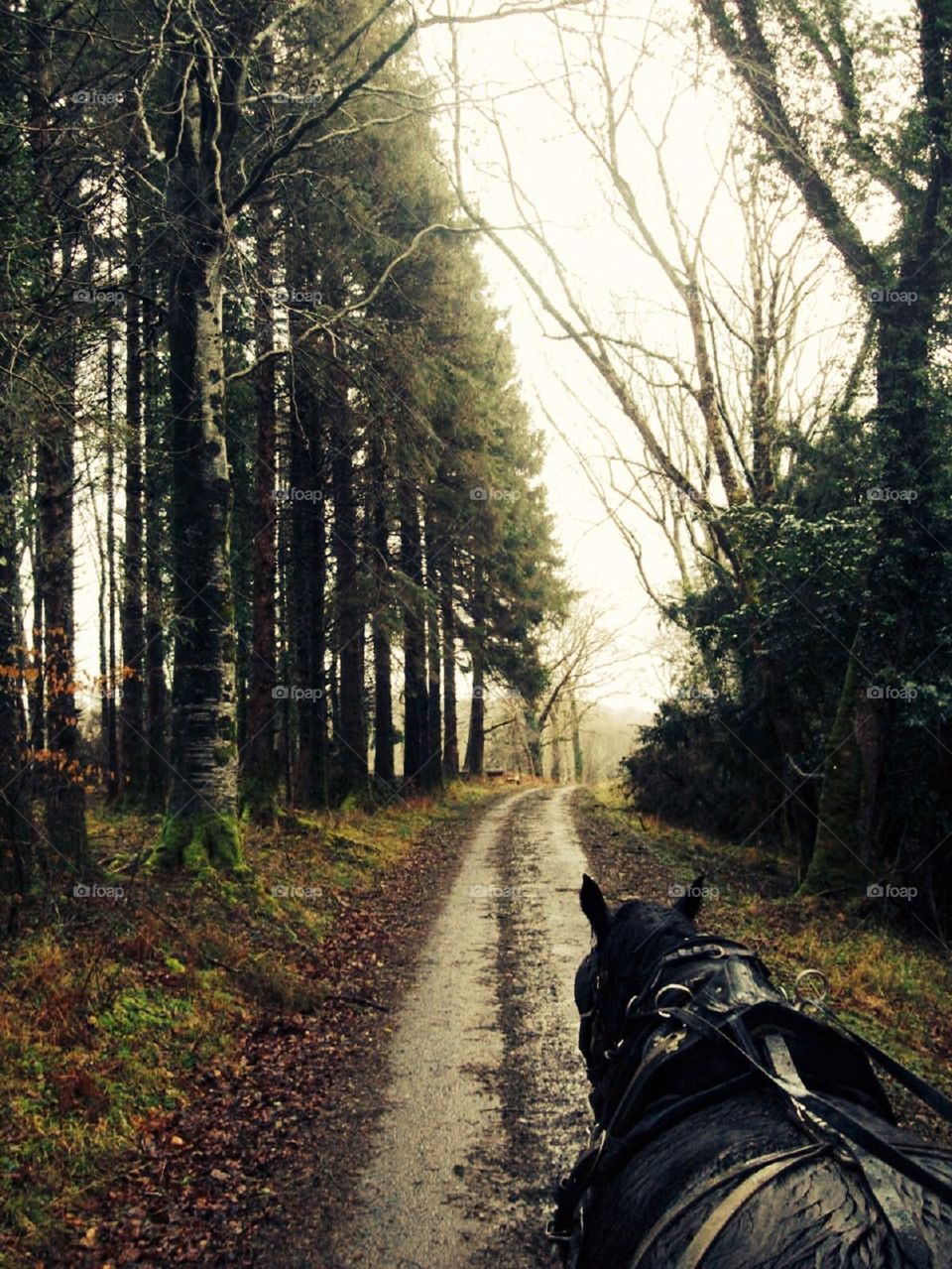 Killarney Trail