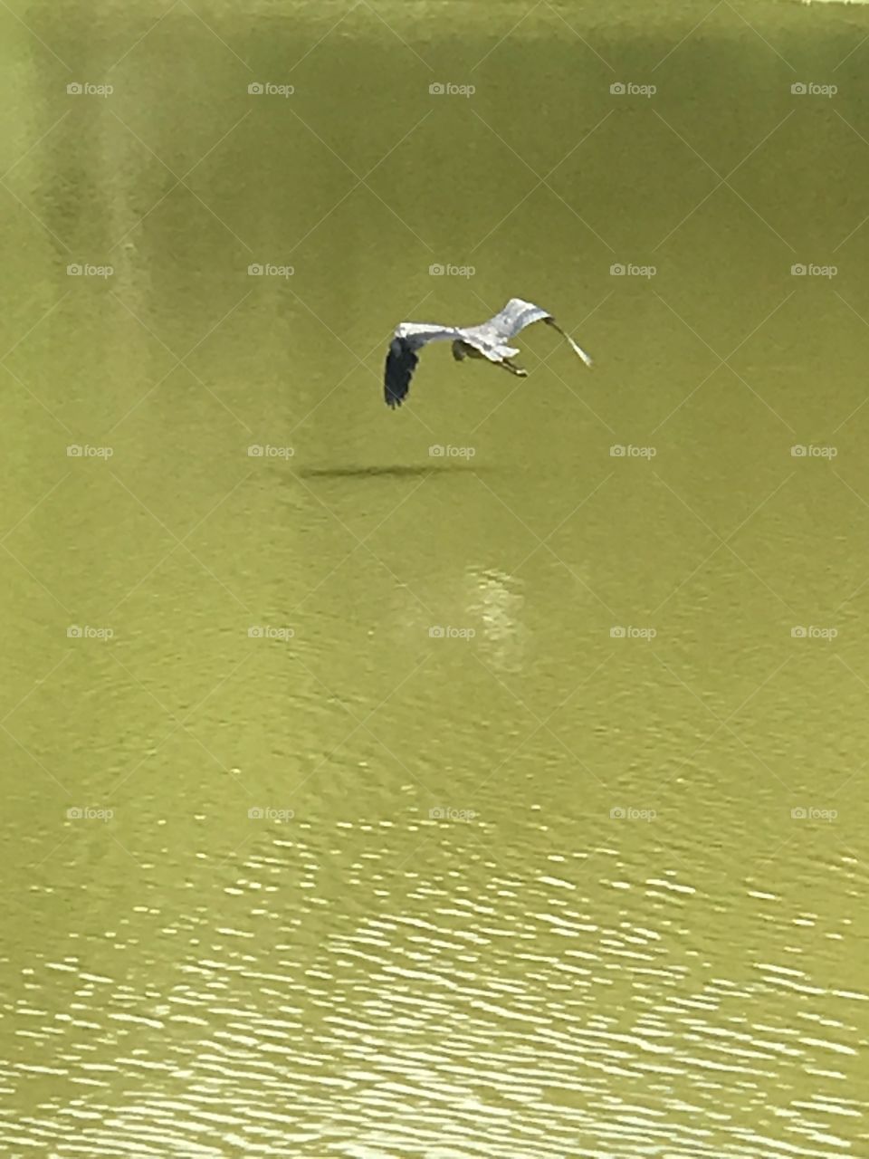 Pond flight