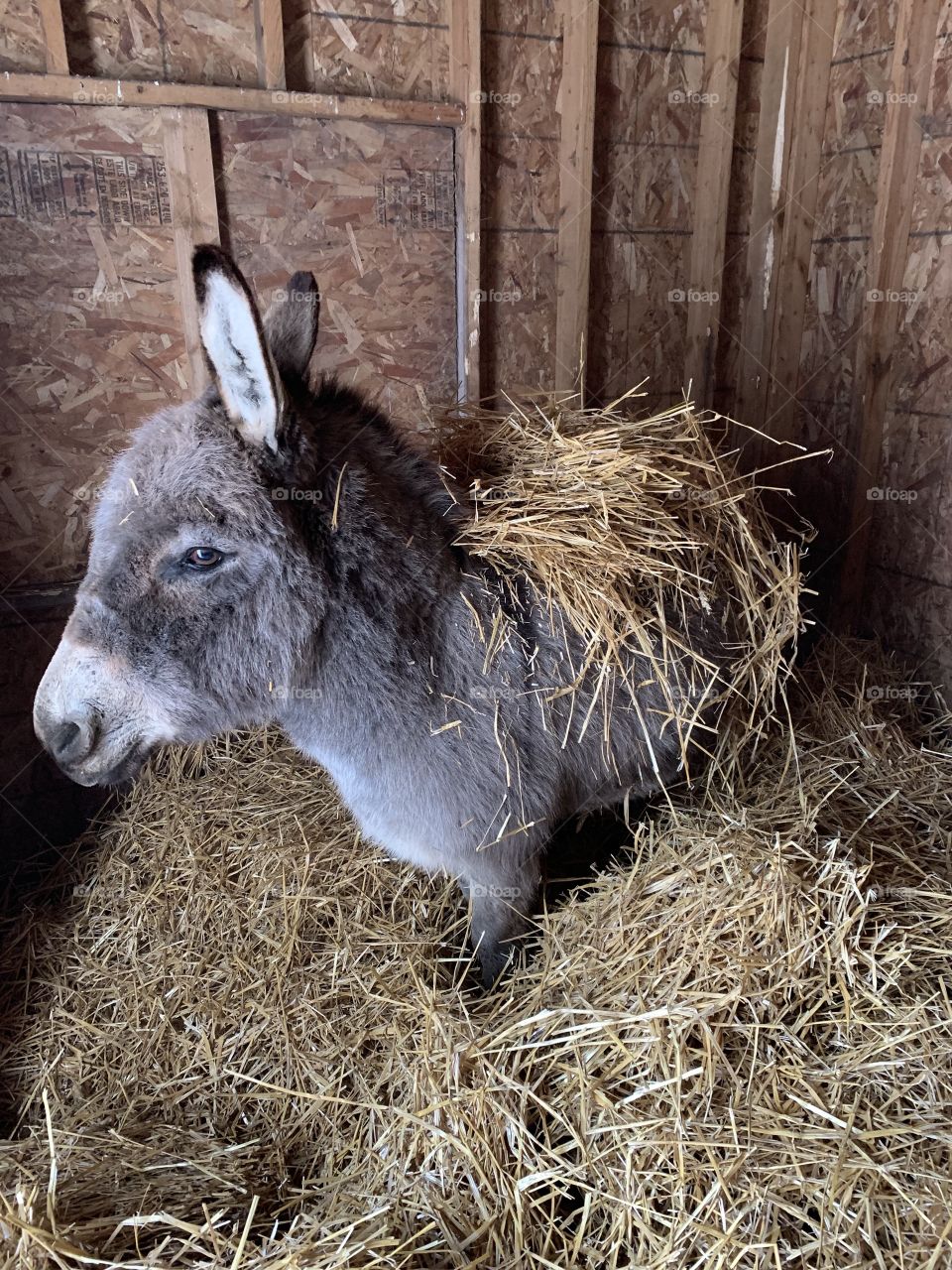 Warm donkey in his barn