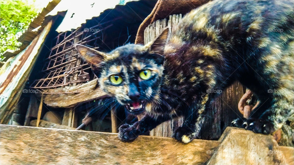 Gato na a cerca do curral.