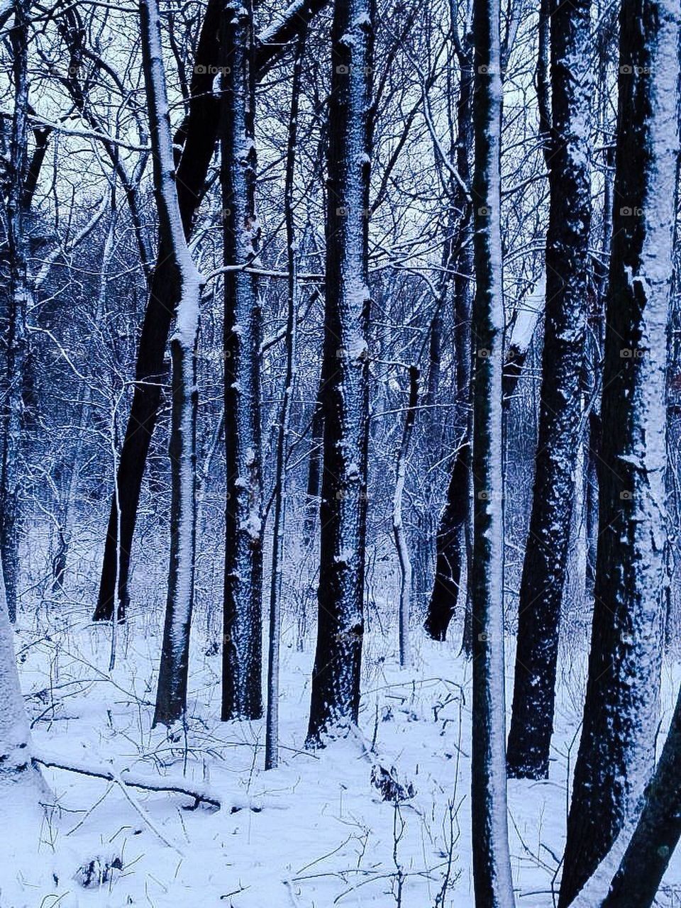 Winter woods