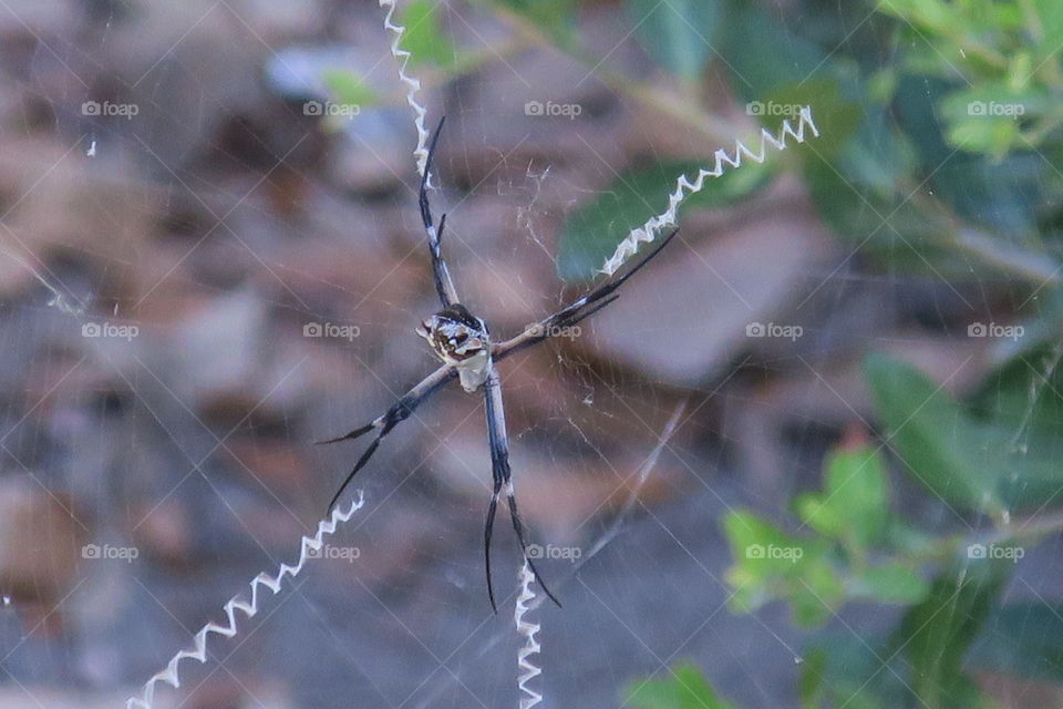spider (unknown)